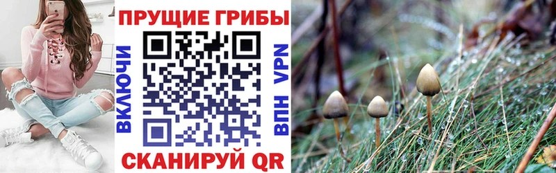 Псилоцибиновые грибы GOLDEN TEACHER  Купить где  Уфа 